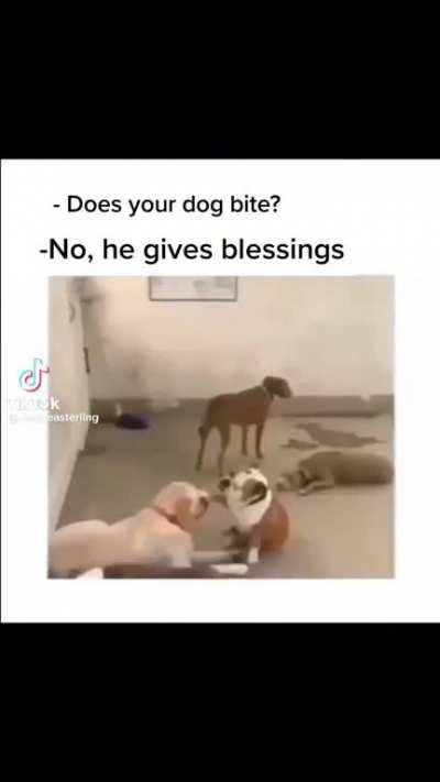 This dog doesn’t bite, he just blesses other dogs