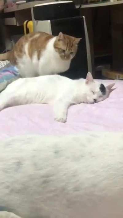 To be or not to be ... a jerk