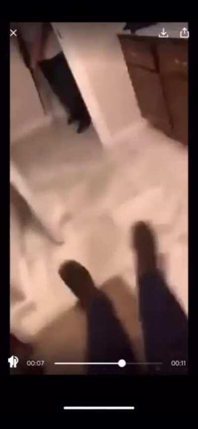 Bad parenting+dumb kid+poor guinea pig