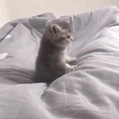 ❤️❤❤️ Meow. I said MEOW! ❤️❤❤️