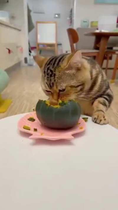 I love my pumpkin *nom nom*