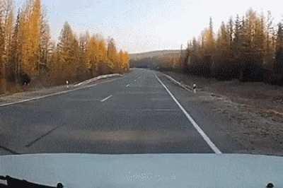 Madly Galloping Into Traffic