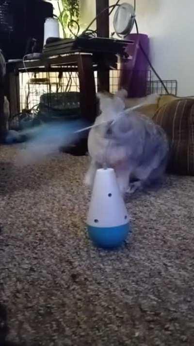 I'm serious you guys, my rabbit LOVES cat toys. Also, lots of mouf.