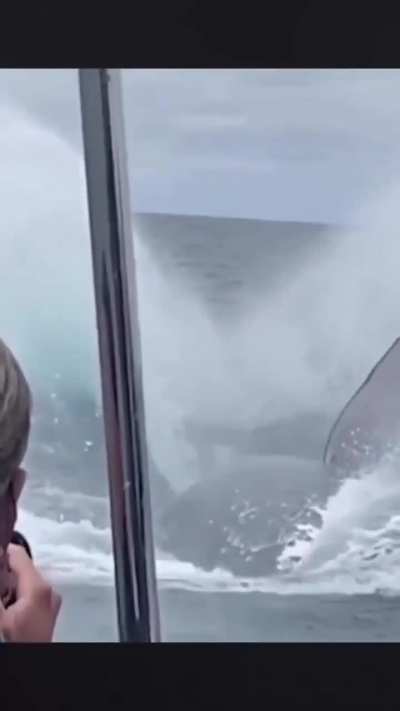 This really puts a humpback whales true size into perspective