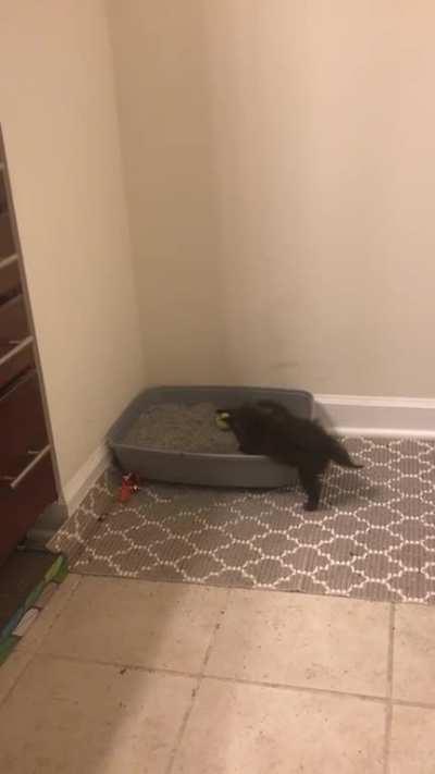 That’s not how we use the litter box Pluto