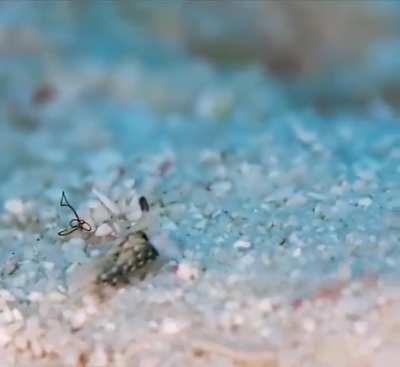 🔥 Sheepy little Nudibranch.
