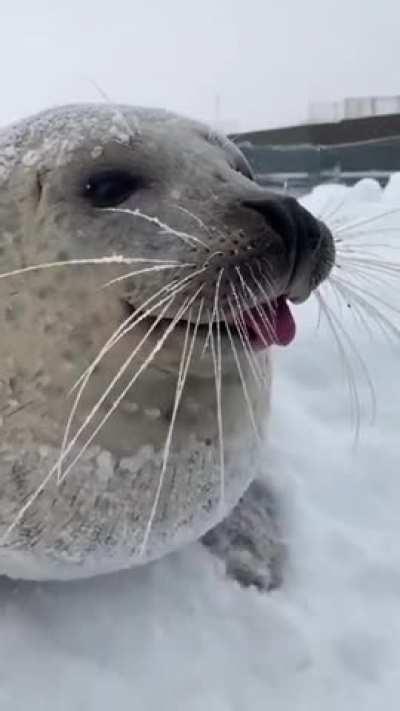 A real sea dog is almost no different from our domestic dogs.