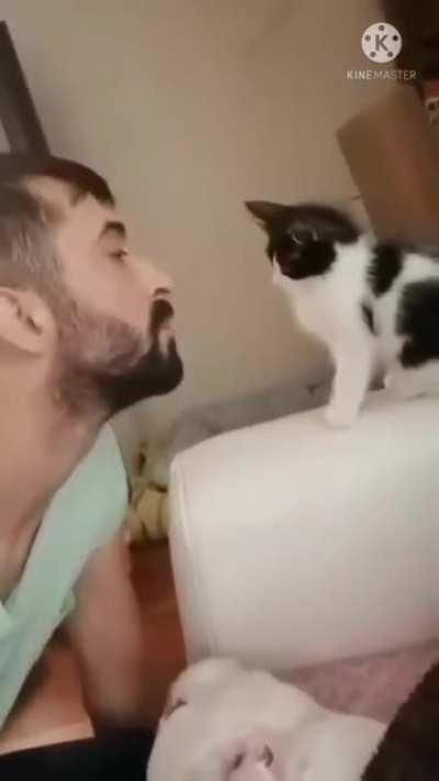 when cats get out of character