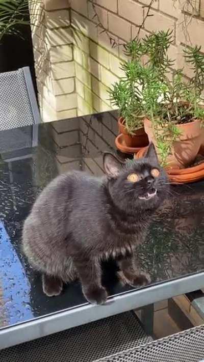 The Greebles are everywhere!