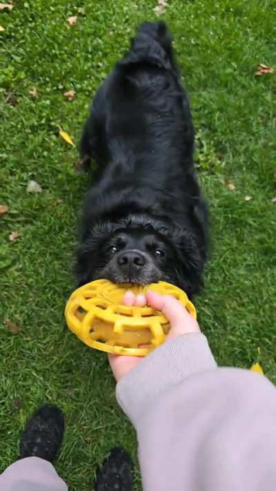 ADHD dog sees a squirrel