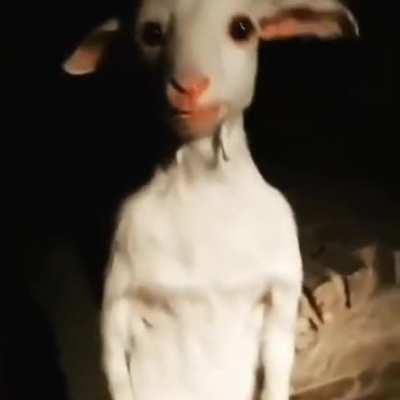 This goat is loading, please wait