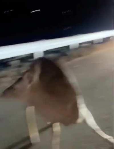 We’re all in this together. Police officer guides dear off of highway, albeit in a comical fashion.