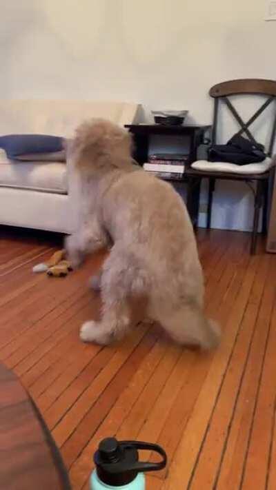 8-month old Goldendoodle hasn’t figured out how big she is but still loves to zoom