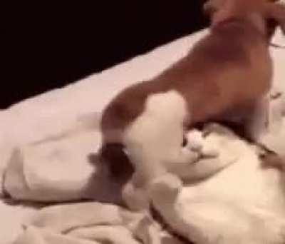 Oh it's you what do you wan- mmmppf!