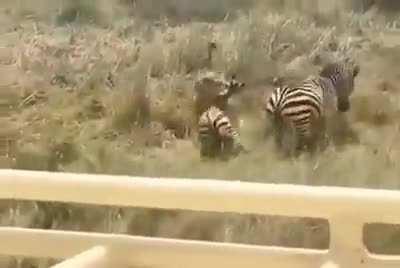 🔥 Mother zebra taking her cub from the lion's mouth