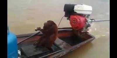 Mamaco dirigindo barco fds