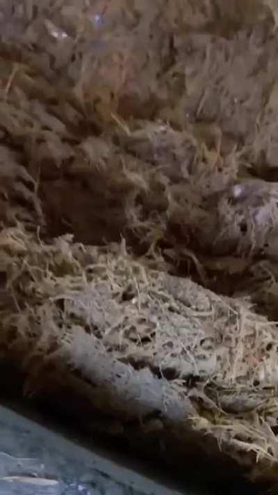 How Tequila is made.