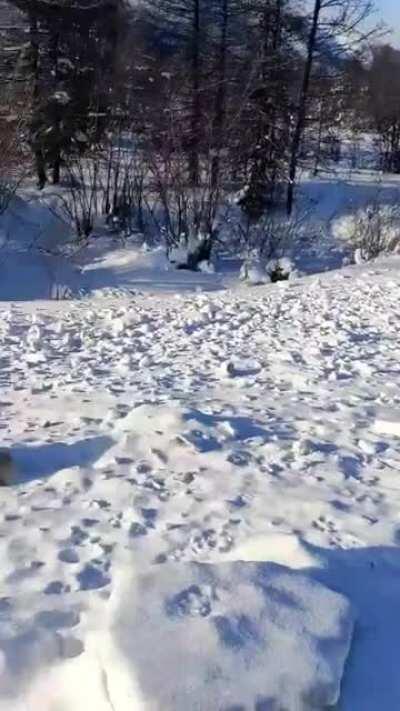 Семья толстеньких лисичек каждый день выходит выпрашивать пирожки, которые даёт в дорогу водителю автобуса его жена Ирина