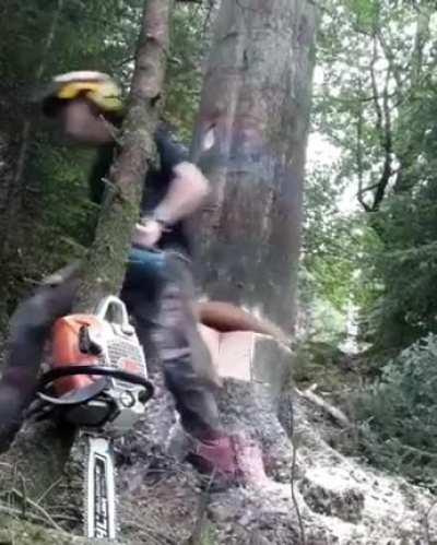 How to carefully cut a tree