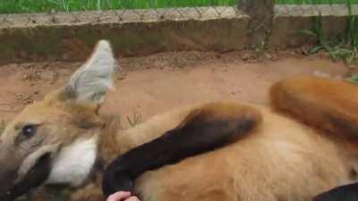 Lobo Guará. 90% Cachorro, 4% Gato, 4% Raposa, 1% lobo.