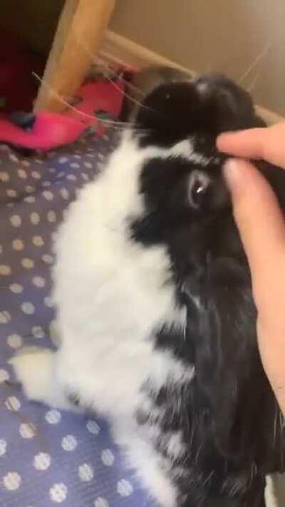 Zealan looooves the head scritches! He lifts his head up as high as he can to get them XD