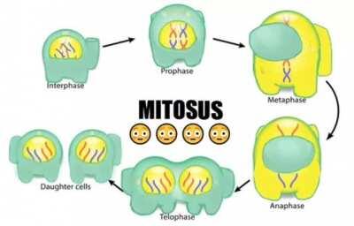 Those cells do be looking sus 😳😳😳