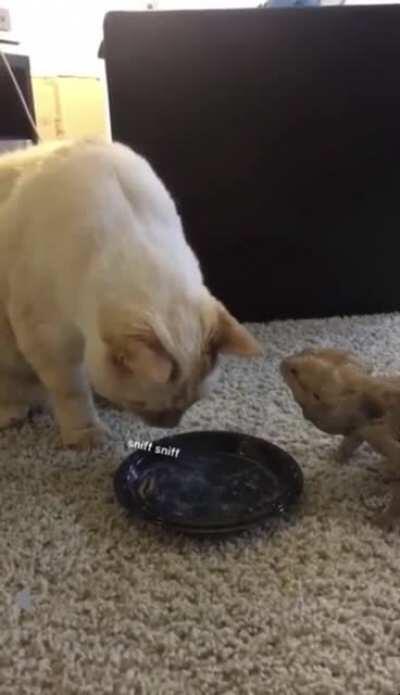 Calculating how much foods left..