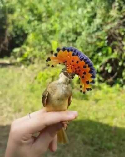 When Flo blew an entire month's alimony check on a fancy hat, her friends all said she was nuts. They had to admit, though, it was a pretty good hat.
