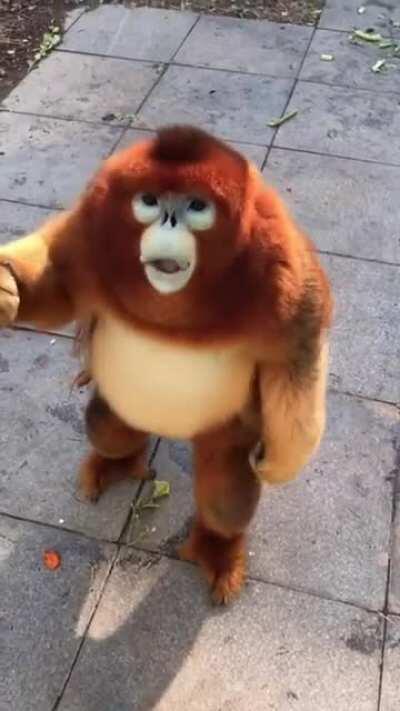 Golden snub nosed monkey