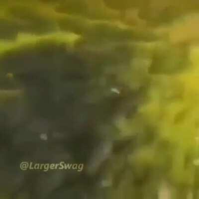 Ibai se transformó en monke? 😳