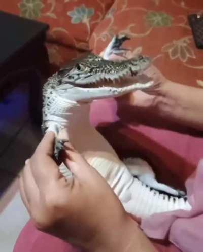 Zyada kuch nahi, A baby is just a baby 🐊no matter which baby