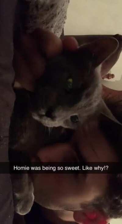 He was even purring....