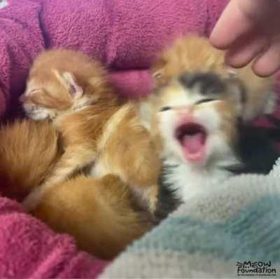 He’s probably the leader