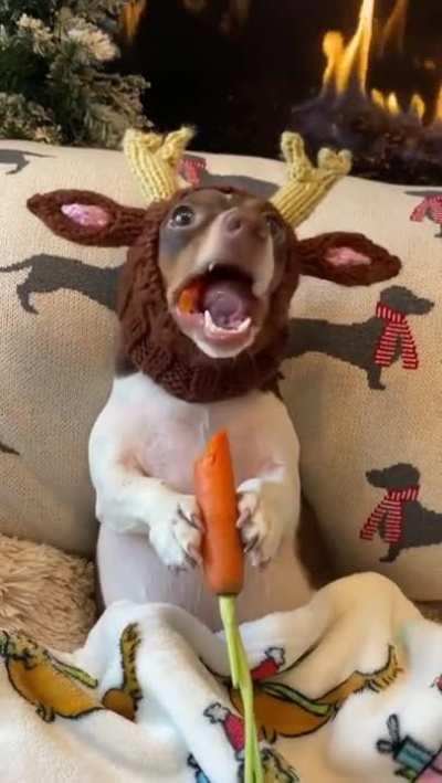 Carrot is a favorite delicacy of true deer.