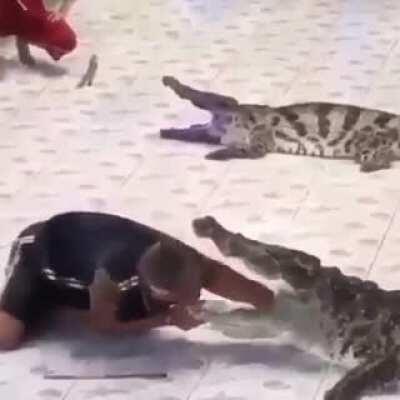 Man tries to stick arm deep in alligators mouth, wonder what could happen?