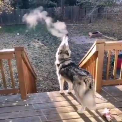 Husky devourers a soul