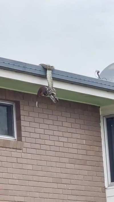 Another day in Australia...