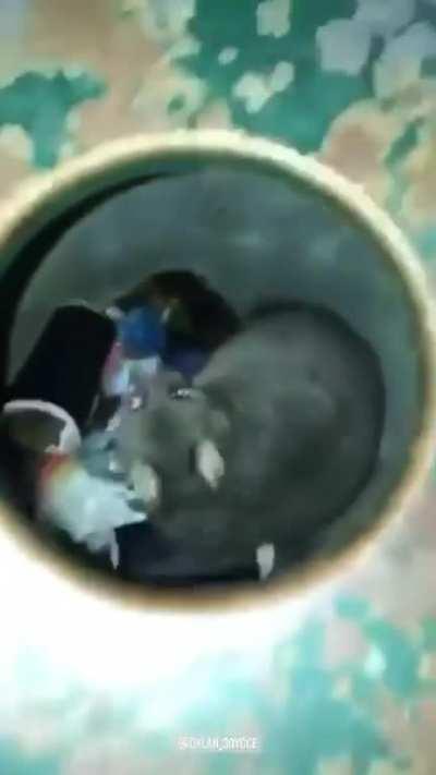 G'day little bin boy.