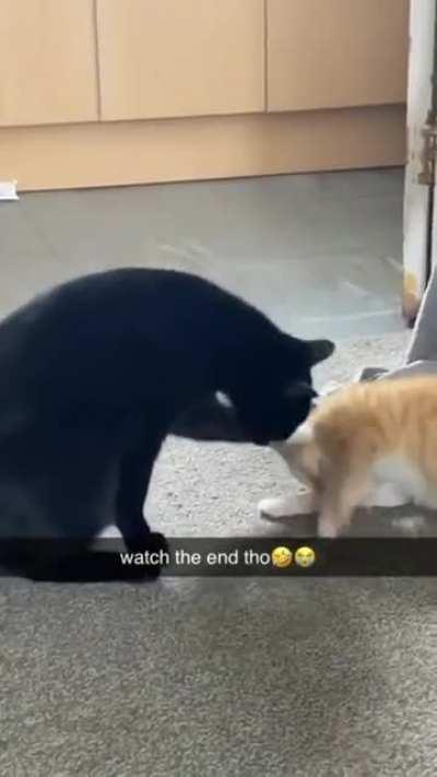 to bully a smoll cat