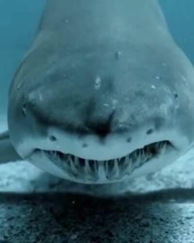 Face to face with a shark while freediving