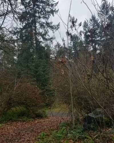 SOUND ON - In case you've ever wondered what a chorus of 55 wolves howling louder and louder in the woods around you would sound like.