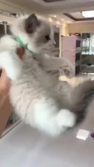 From little kitty to big kitty