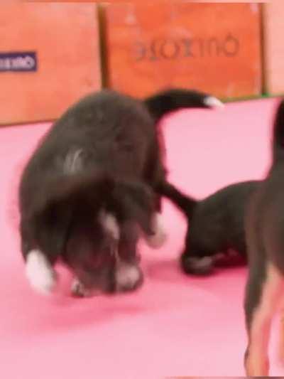 at The Puppy Interview (2023)