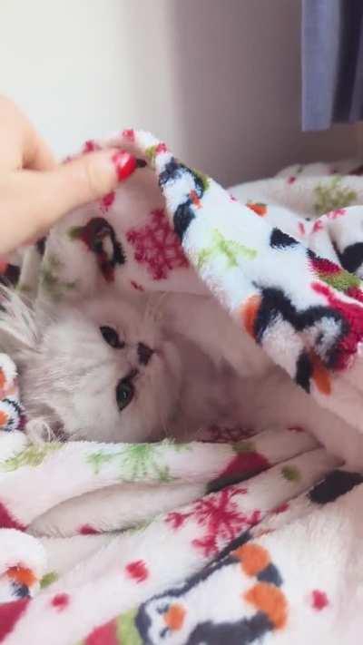 Meet Miss Fuchi 🥺❤️