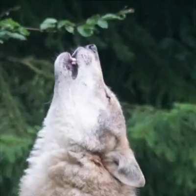 I found 70 images of wolves and made this!