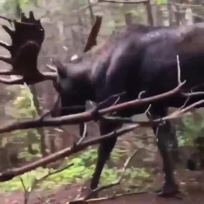 🔥 A moose on the path