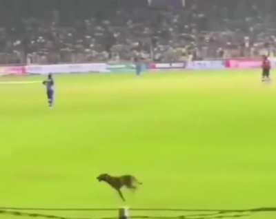 Mumbai Indians fans chanted Hardik! Hardik! When a dog entered the stadium.