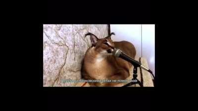 BIG FLOPPA’S DEBUT TRACK