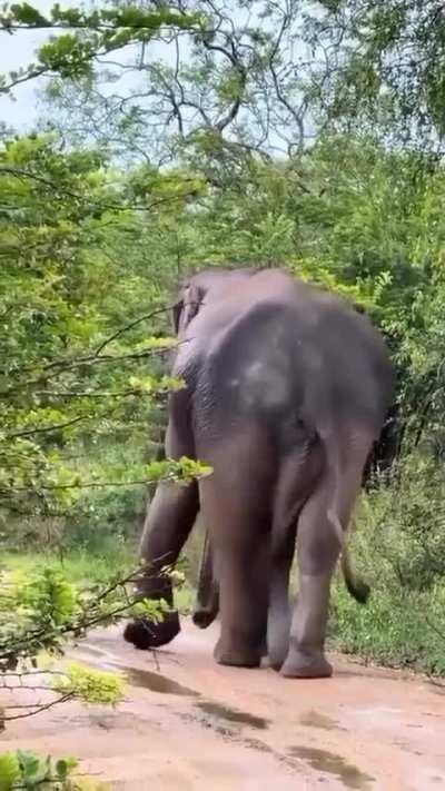 Ladies and gentlemen, the true king of the jungle