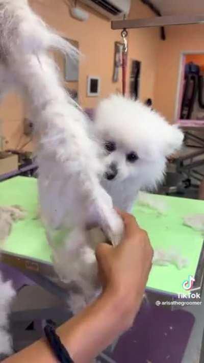 Groomer helps dog❤️